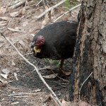 bush turkey