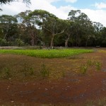 ku-ring-gai chase NP