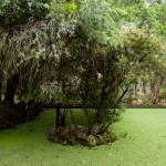 ku-ring-gai chase NP
