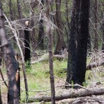 kangaroo sighting