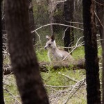 watchful roo