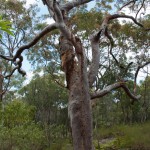 ku-ring-gai chase NP