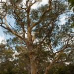 ku-ring-gai chase NP
