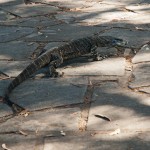 lace monitor on the prowl