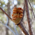 banksia seed pod
