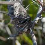 banksia seed pod